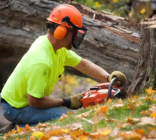 tree services Lake Mykee Town